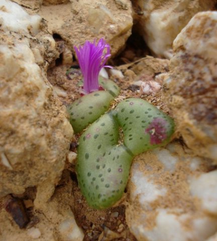 Diplosoma retroversum